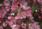 Pink Flowering Crab
