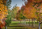 Dave Talboom Nursery