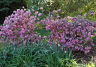Azaleas